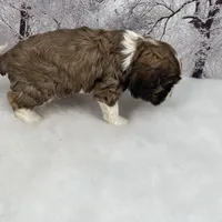 Male # 2, a male Cockalier for sale in Kress, TX – Photo 5 of 6