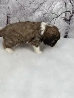 Male # 2, a male Cockalier for sale in Kress, TX – Photo 5 of 5