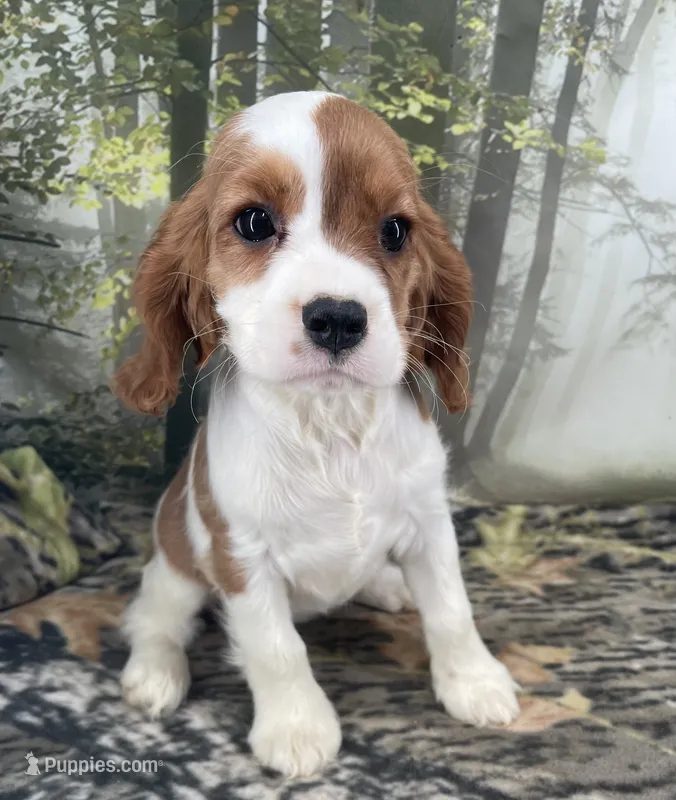 Female # 3 – Cockalier puppy for sale in Kress, TX