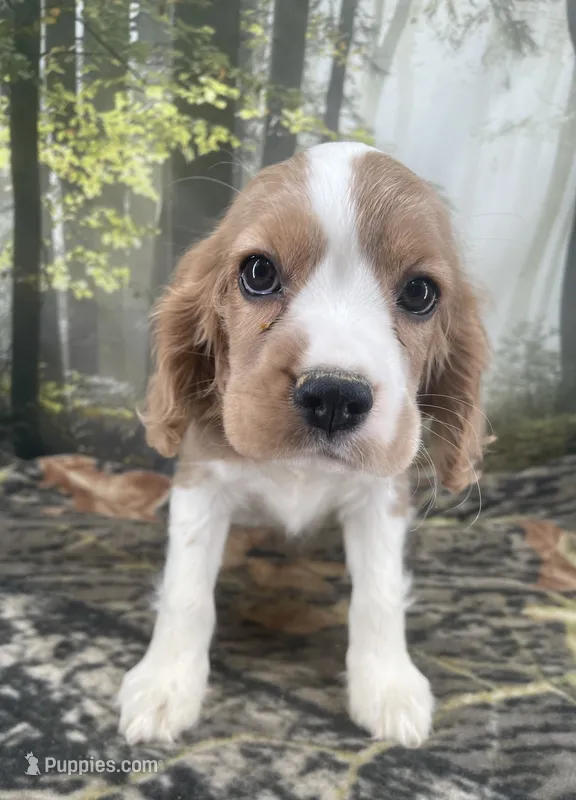 Female # 4 – Cockalier puppy for sale in Kress, TX