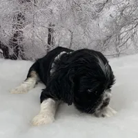 Female #2, a female Cockalier for sale in Kress, TX – Photo 2 of 3