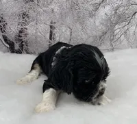 Female #2, a female Cockalier for sale in Kress, TX – Photo 2 of 3