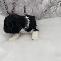 Female #2, a female Cockalier for sale in Kress, TX – Photo 3 of 3