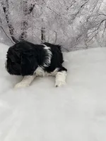 Female #2, a female Cockalier for sale in Kress, TX – Photo 3 of 3