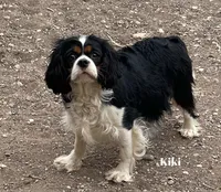 Male # 2, a male Cockalier for sale in Kress, TX – 5 of 6