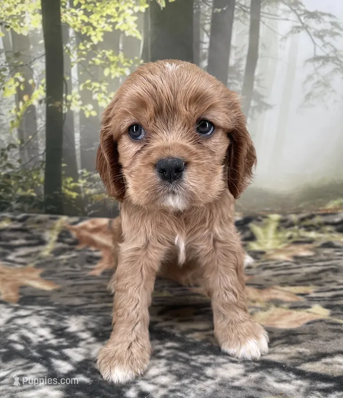 Female # 2 – Cockalier puppy for sale in Kress, TX