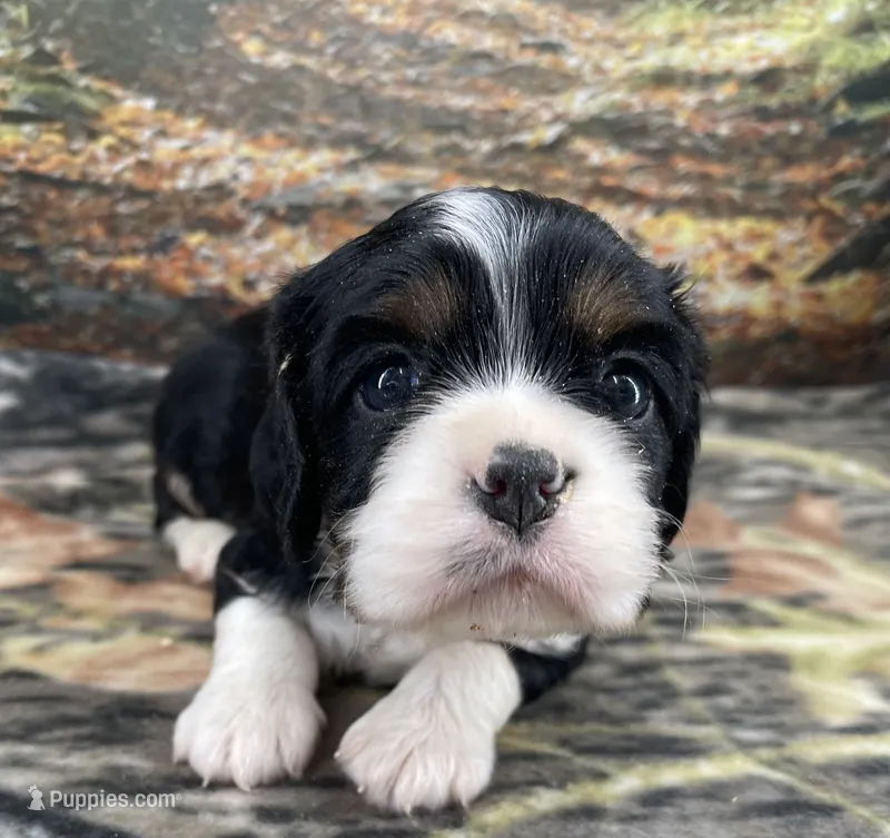 Female # 1 – Cockalier puppy for sale in Kress, TX