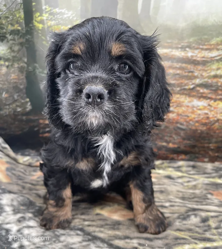 Male # 4 – Cockalier puppy for sale in Kress, TX