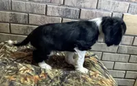 Male # 1 reduced , a male Cockalier for sale in Kress, TX – 3 of 10