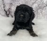 Male # 1, a male Cockalier for sale in Kress, TX – Photo 1 of 4