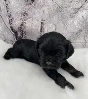 Male # 1, a male Cockalier for sale in Kress, TX – Photo 3 of 4