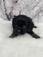 Male # 1, a male Cockalier for sale in Kress, TX – Photo 2 of 4