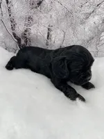Male # 1, a male Cockalier for sale in Kress, TX – Photo 4 of 4