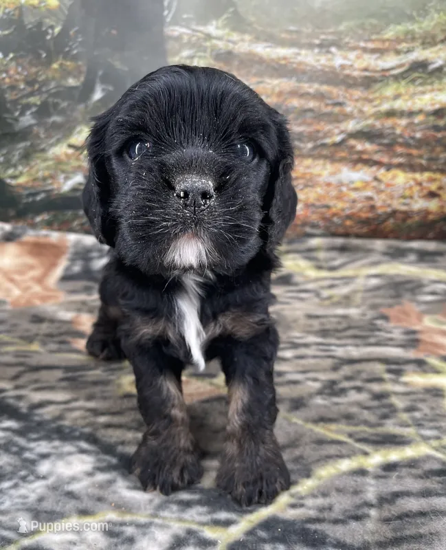 Male # 3 – Cockalier puppy for sale in Kress, TX