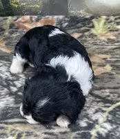 Female #6, a female Cockalier for sale in Kress, TX – 8 of 8