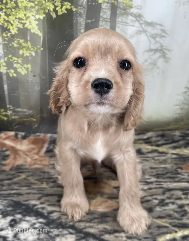 Male # 3 – Cockalier puppy for sale in Kress, TX