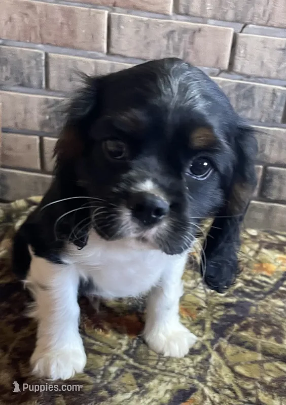 Male # 1 – Cockalier puppy for sale in Kress, TX
