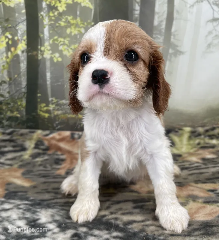 Female # 3 – Cockalier puppy for sale in Kress, TX