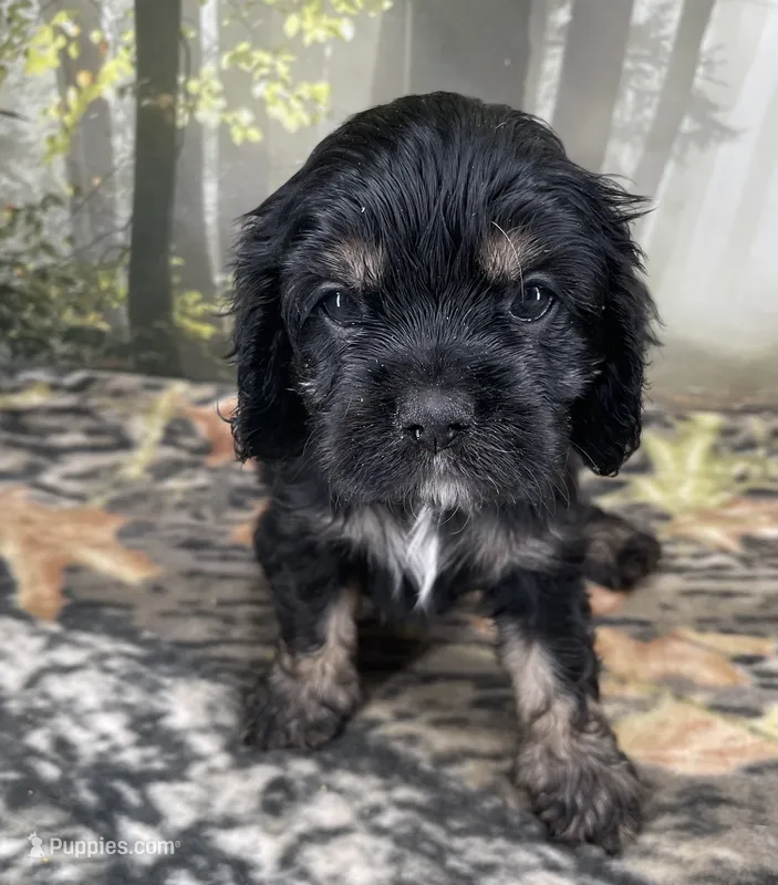 Male # 2 – Cockalier puppy for sale in Kress, TX