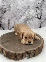 Female # 3, a female Cockalier for sale in Kress, TX – Photo 4 of 4