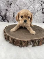 Female # 3, a female Cockalier for sale in Kress, TX – Photo 2 of 4