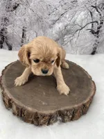 Female # 3, a female Cockalier for sale in Kress, TX – Photo 1 of 4