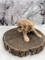 Female # 3, a female Cockalier for sale in Kress, TX – Photo 3 of 4