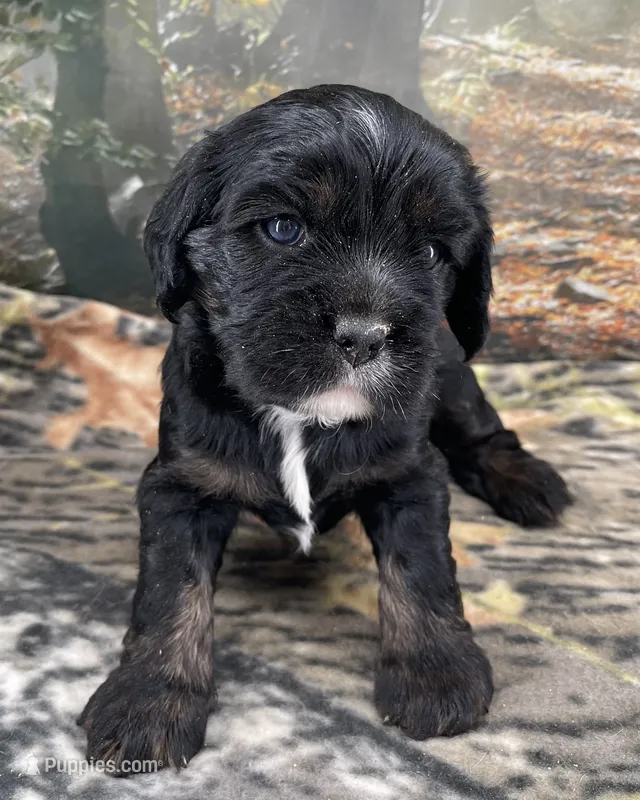 Male # 2 – Cockalier puppy for sale in Kress, TX