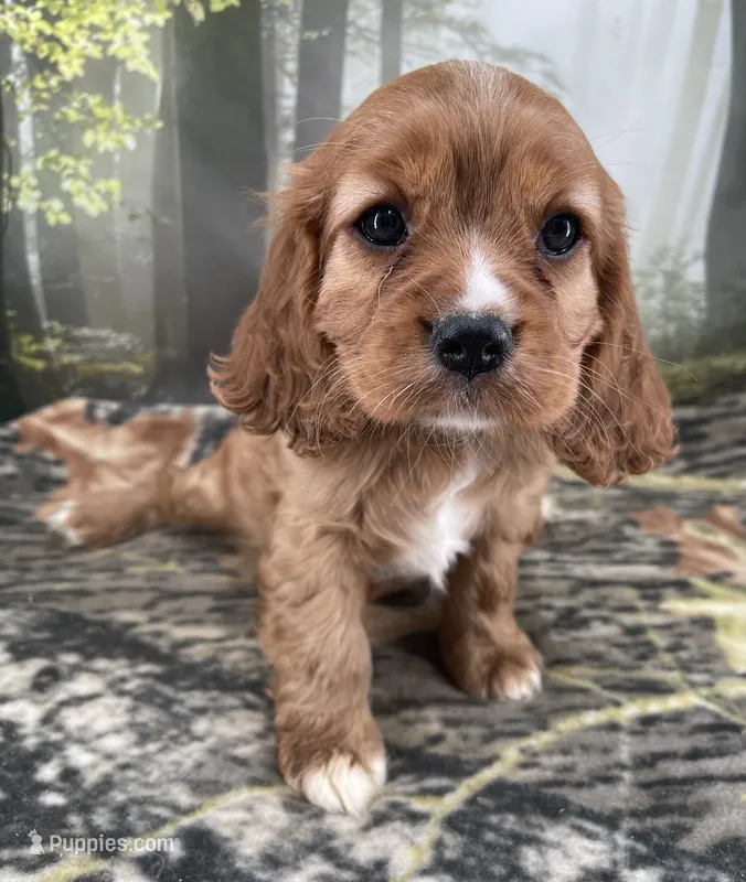 Female #7 – Cockalier puppy on hold in Kress, TX