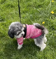 Lucy, a female Shih Tzu for sale in Seattle, WA – Photo 3 of 4