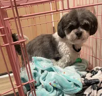 Lucy, a female Shih Tzu for sale in Seattle, WA – Photo 1 of 4