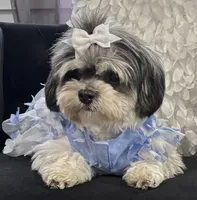 Lucy, a female Shih Tzu for sale in Seattle, WA – Photo 4 of 4