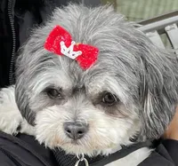 Lucy, a female Shih Tzu for sale in Seattle, WA – Photo 2 of 4