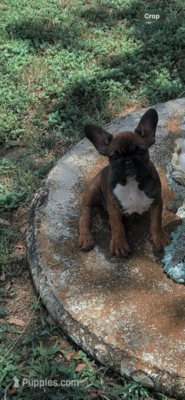 Shelia  – French Bulldog puppy for sale in Austin, TX