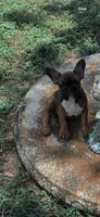 Shelia , a female French Bulldog for sale in Austin, TX – 1 of 1