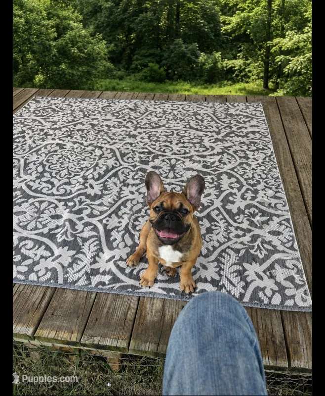 Toby – French Bulldog puppy for sale in Austin, TX