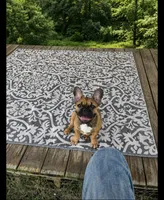 Toby, a male French Bulldog for sale in Austin, TX – 1 of 1
