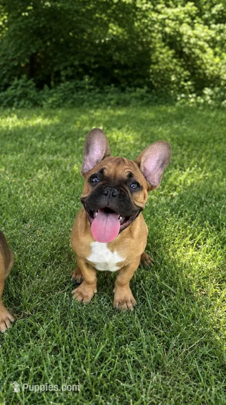 Red – French Bulldog puppy for sale in Austin, TX