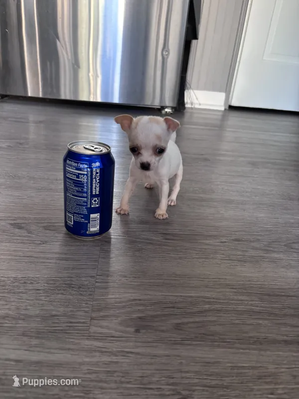 Tiny Apple Head Chihuahua Girl — Looking for Her Forever Home ❤️ – Chihuahua puppy for sale in Taylor, MI