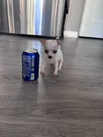 Tiny Apple Head Chihuahua Girl — Looking for Her Forever Home ❤️, a female Chihuahua for sale in Taylor, MI – 1 of 4