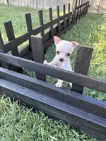 Tiny Apple Head Chihuahua Girl — Looking for Her Forever Home ❤️, a female Chihuahua for sale in Taylor, MI – 2 of 4