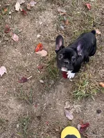 Maximus AKC, a male French Bulldog for sale in Wentzville, MO – 10 of 10