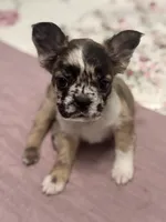 Oreo AKC, a female French Bulldog for sale in Wentzville, MO – 4 of 9