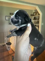 Romeo, a male French Bulldog for sale in Wentzville, MO – 4 of 7