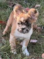 Oreo AKC, a female French Bulldog for sale in Wentzville, MO – 8 of 8