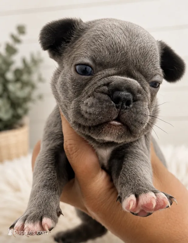 Dumpling  – French Bulldog puppy for sale in Wentzville, MO