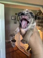 Dumpling , a female French Bulldog for sale in Wentzville, MO – 5 of 6