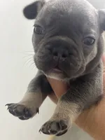 Romeo, a male French Bulldog for sale in Wentzville, MO – 5 of 5