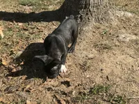 Maximus AKC, a male French Bulldog for sale in Wentzville, MO – 8 of 10