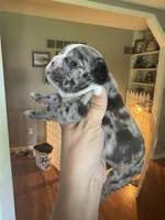 Cookies n cream, a female French Bulldog for sale in Wentzville, MO – 1 of 9